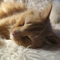 Blanding af racer Johnny