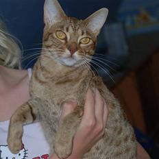 Ocicat Sea Coon´s Coco (Smilla)
