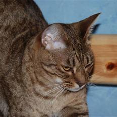 Ocicat Sea Coon´s Coco (Smilla)