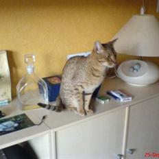 Ocicat Sea Coon´s Coco (Smilla)
