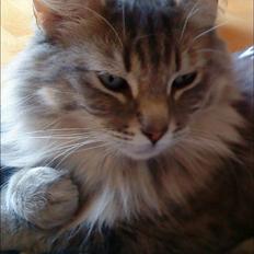 Blanding af racer Nova 