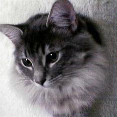 Blanding af racer Nova 