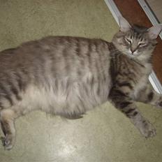 Blanding af racer Nova 