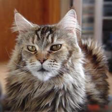Maine Coon Stjomalini´s Babette