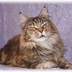 Maine Coon Stjomalini´s Babette