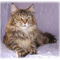 Maine Coon Stjomalini´s Babette