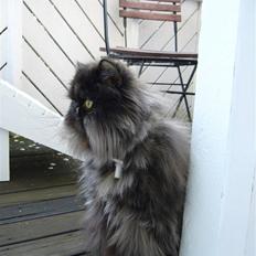 Perser Agrippina's Ofelia