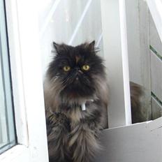 Perser Agrippina's Ofelia