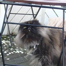 Perser Agrippina's Ofelia