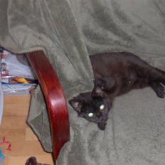 Blanding af racer Tulle