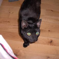 Blanding af racer Tulle