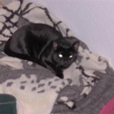 Blanding af racer Tulle