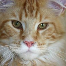 Maine Coon DK Rushmore Xander