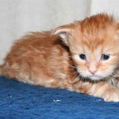 Maine Coon DK Rushmore Xander