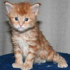 Maine Coon DK Rushmore Xander