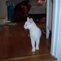 British Shorthair Simba