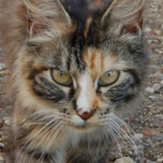 Norsk Skovkat Kisser