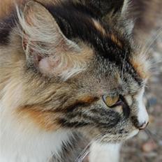 Norsk Skovkat Kisser