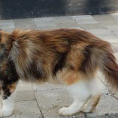 Norsk Skovkat Kisser