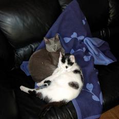 Blanding af racer Bettemis