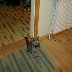 Blanding af racer Bettemis