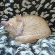 Huskat Frøken Futte