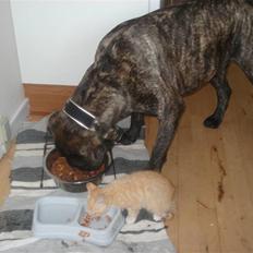 Huskat Frøken Futte