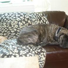 Huskat Frøken Futte