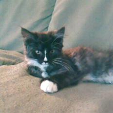 Maine Coon Ditacas Malou * SÆLGES*