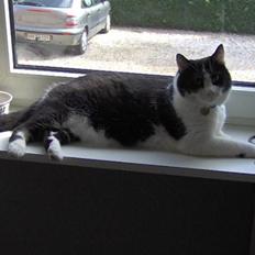 Huskat Bastian R.I.P.