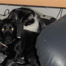 Huskat Bastian R.I.P.