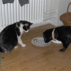 Huskat Bastian R.I.P.