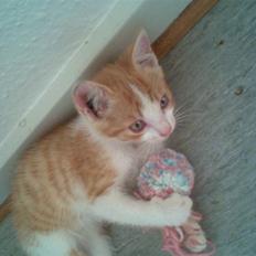 Blanding af racer ???