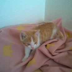 Blanding af racer ???