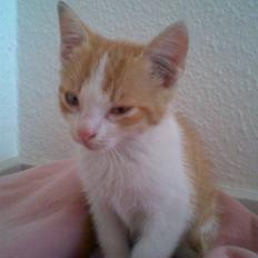 Blanding af racer ???