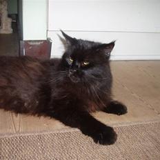 Maine Coon Bamse