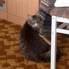 Norsk Skovkat Bette *RIP d.24-01-08*