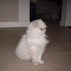 Perser Luna (¤ R.I.P ¤)