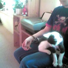 Blanding af racer trunde