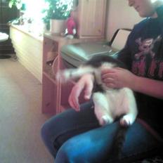 Blanding af racer trunde