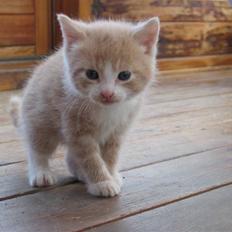 Blanding af racer Emil