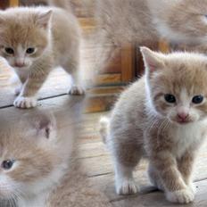 Blanding af racer Emil