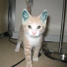 Blanding af racer Emil