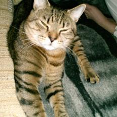 Blanding af racer Zero