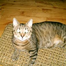 Blanding af racer Zero