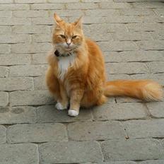 Norsk Skovkat Opasia