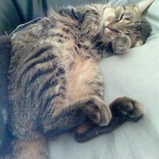 Huskat Buutz Huskat Pjevz (døde den 2/1-2013 kl. 12.05)