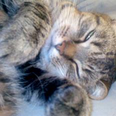 Huskat Buutz Huskat Pjevz (døde den 2/1-2013 kl. 12.05)