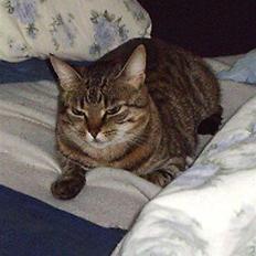 Huskat Buutz Huskat Pjevz (døde den 2/1-2013 kl. 12.05)