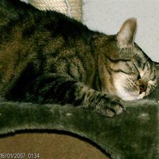 Huskat Pjevz (døde den 8/4-2012 kl. 00.25)